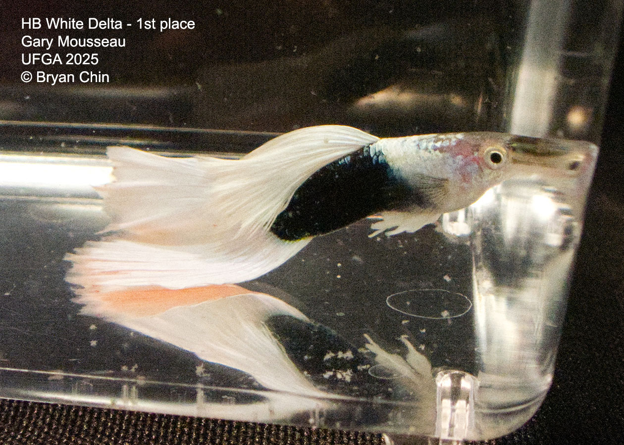 Guppy HB Pastel White